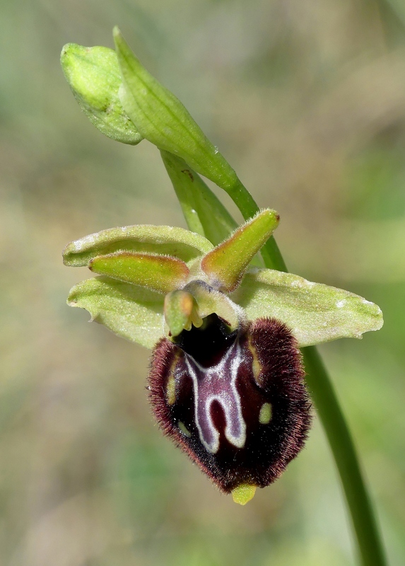 Forme ibride di Ophrys aranifera/sphegodes x Ophrys dinarica  9 giugno 2025  alto aquila